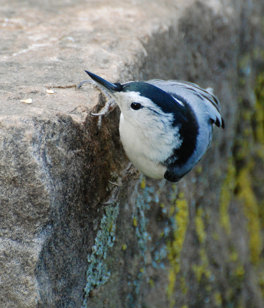 [White-Breasted Nuthatch]