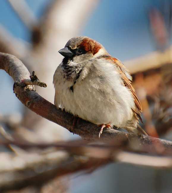 [Puffball]