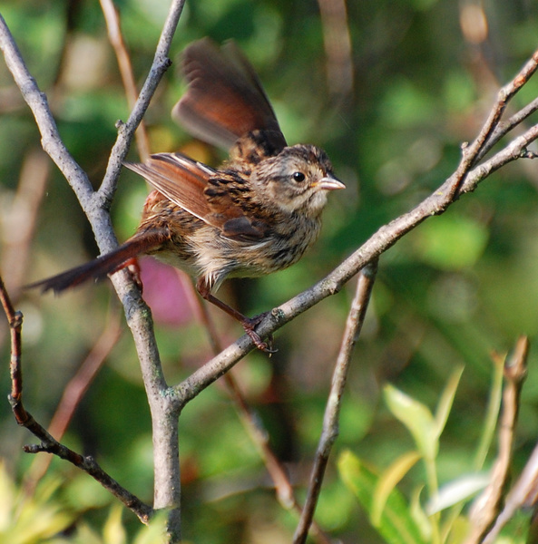 [Fledgling Swamp Sparrow]