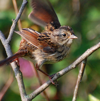 [Fledgling Swamp Sparrow]