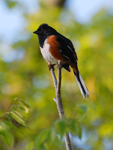 [Eastern Towhee]