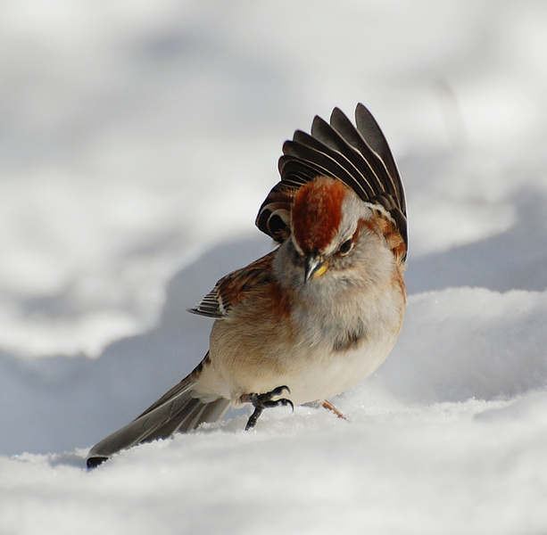 [American Tree Sparrow]