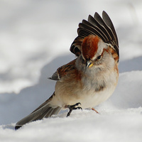 [American Tree Sparrow]