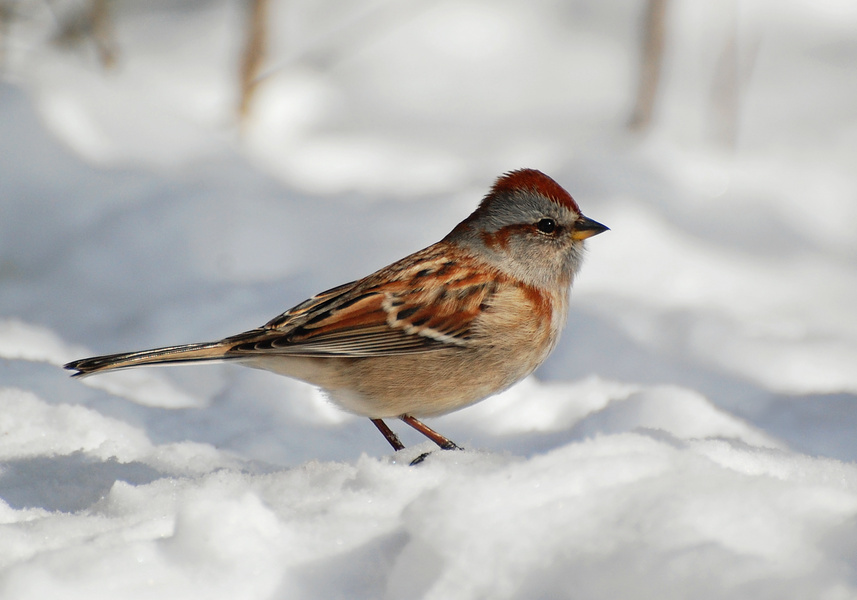 [American Tree Sparrow]