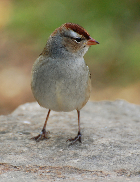 [Juvenile White-crowned Sparrow]