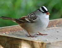 [White-Crowned Sparrow]
