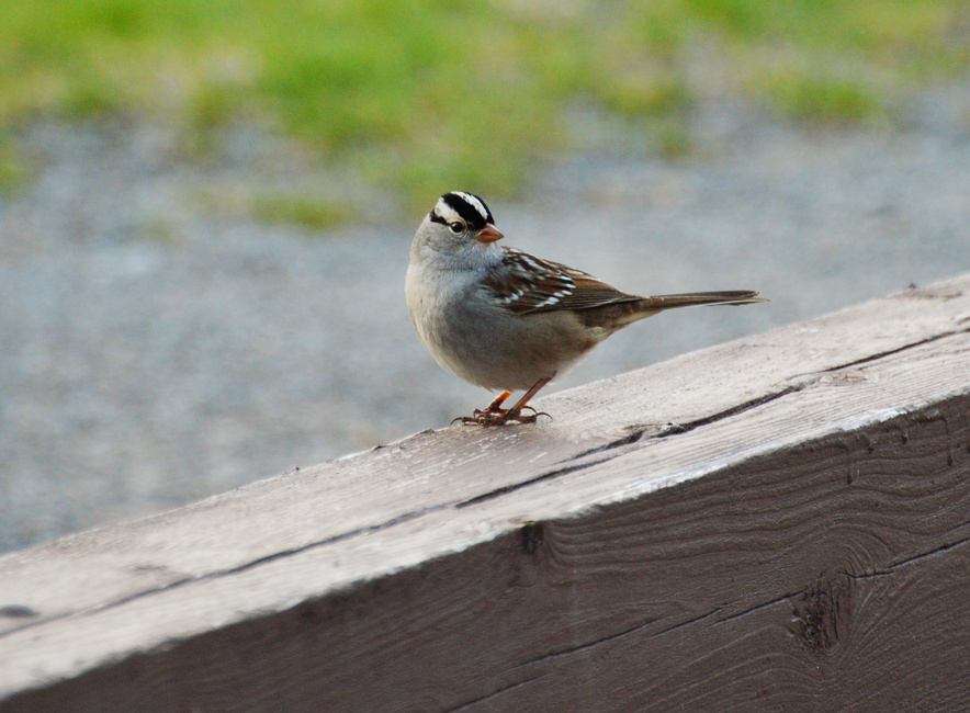 [White-Crowned Sparrow]