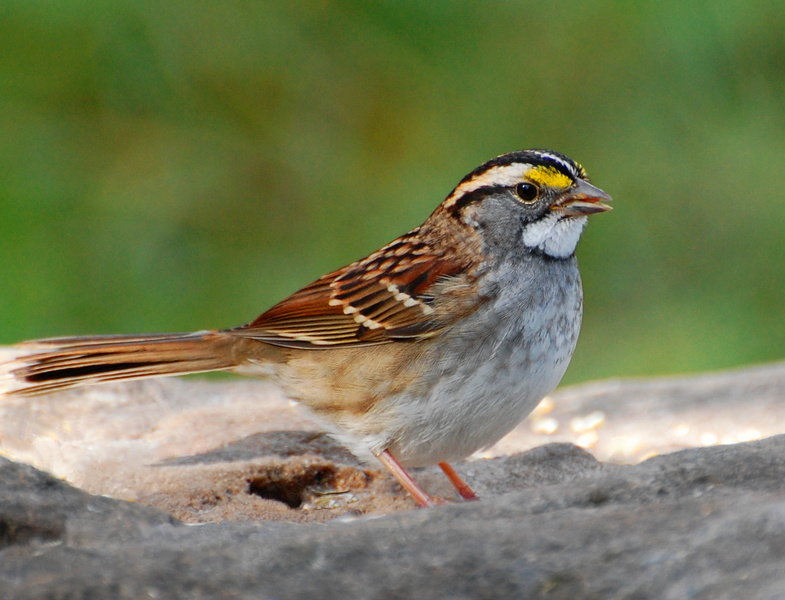 [White-Throated Sparrow]