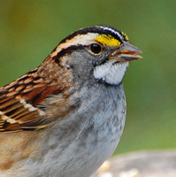 [White-Throated Sparrow]