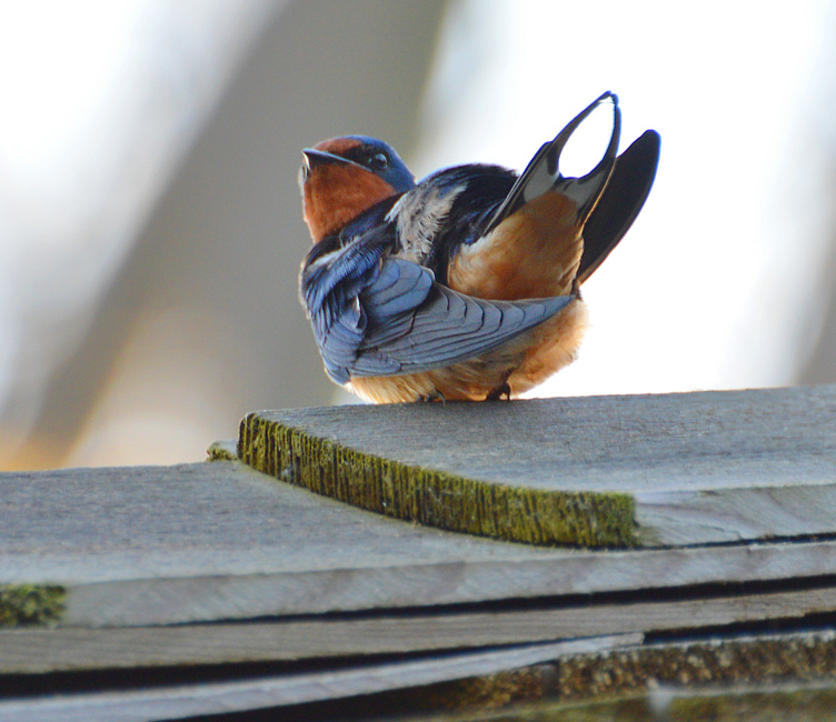 [Barn Swallow]