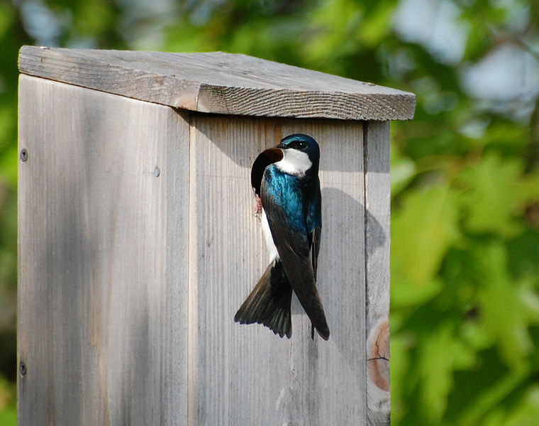 [Nesting Tree Swallow]