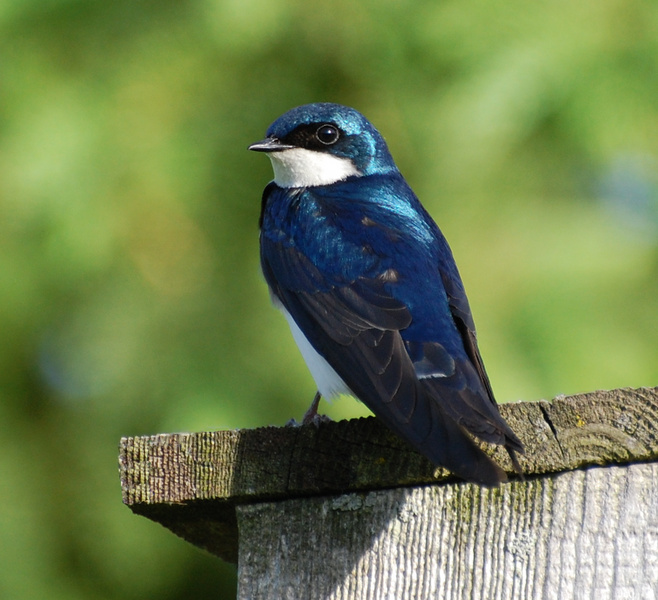 [Tree Swallow]