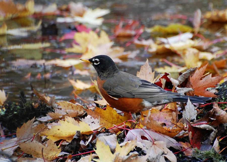 [Autumn Robin]