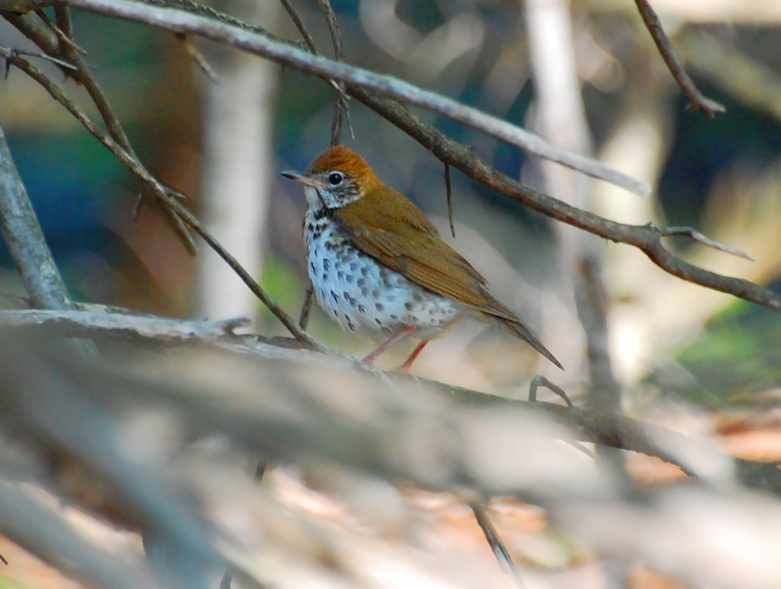 [Wood Thrush]