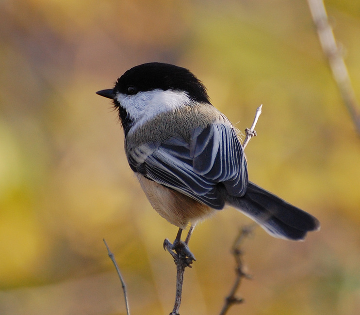 [Autumn Chickadee]