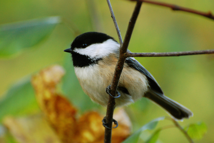 [Black-Capped Chickadee]