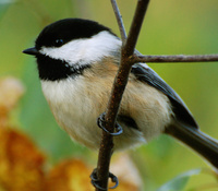 [Black-Capped Chickadee]