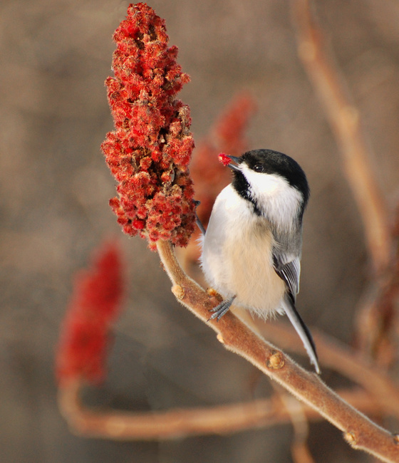 [Sumac Buffet]