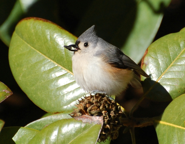 [Tufted Titmouse]