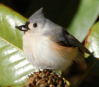 [Tufted Titmouse]