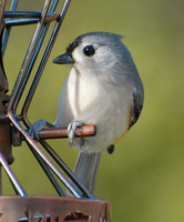 [Tufted Titmouse]