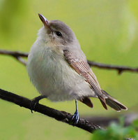 [Warbling Vireo]