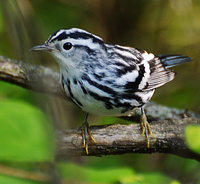 [Black-and-White Warbler]