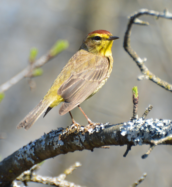 [Palm Warbler]