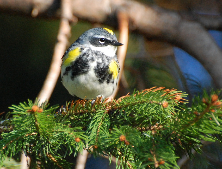 [Yellow-Rumped Warbler]