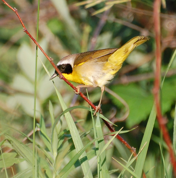 [Common Yellowthroat]