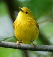 [Yellow Warbler]