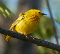 [Yellow Warbler]