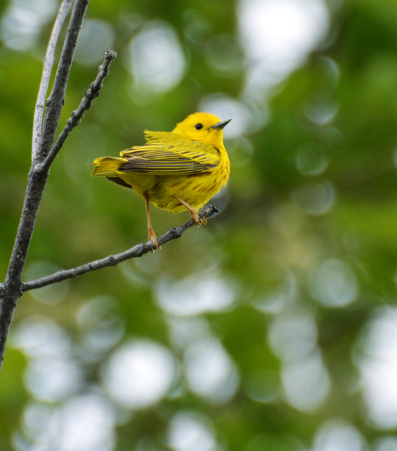 [Yellow Warbler]