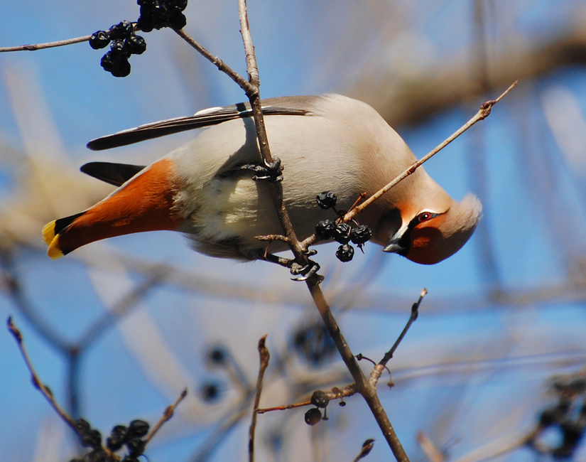 [Bohemian Waxwing]