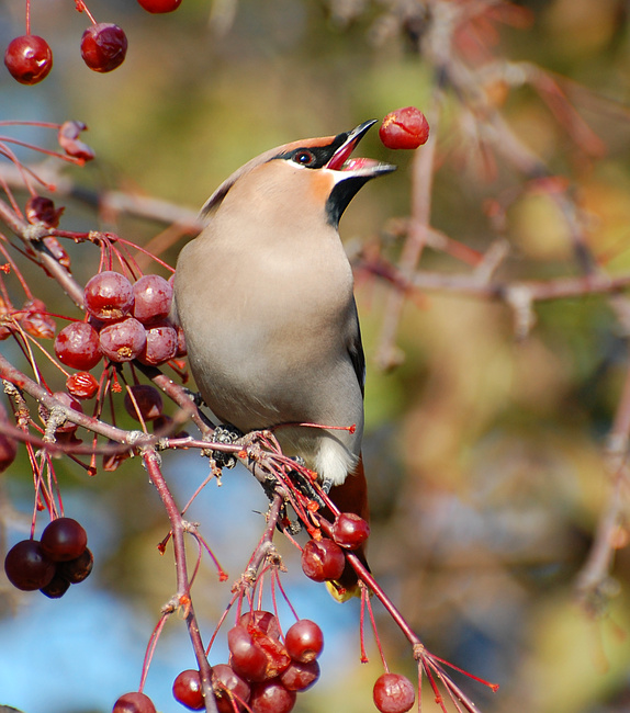 [Bohemian Waxwing]