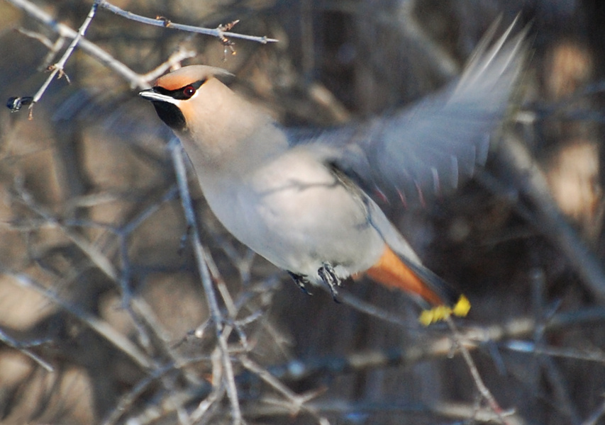 [Bohemian Waxwing]