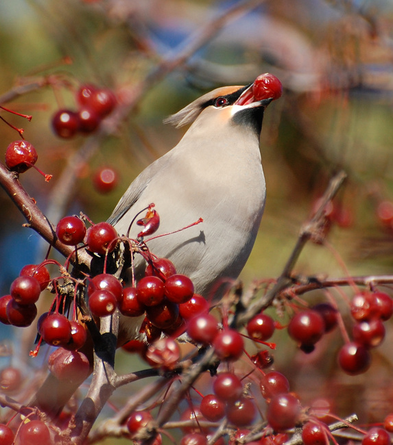 [Bohemian Waxwing]