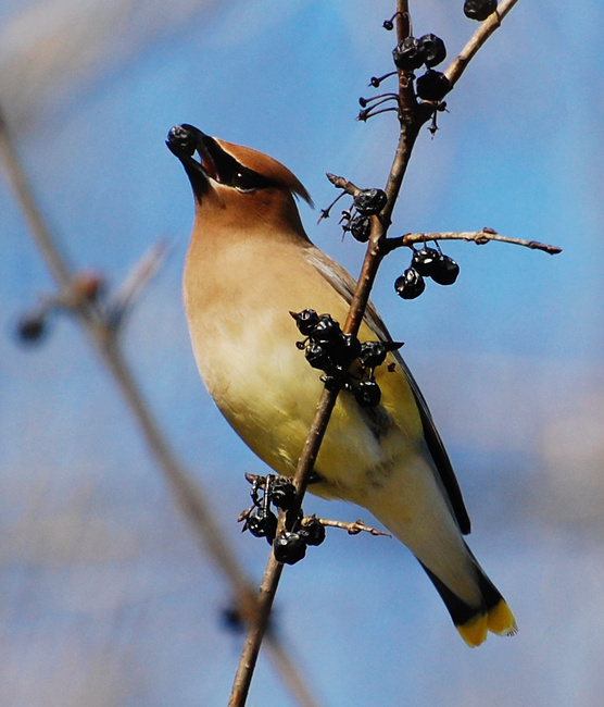 [Cedar Waxwing]