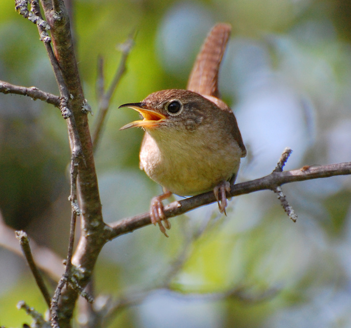 [House Wren]