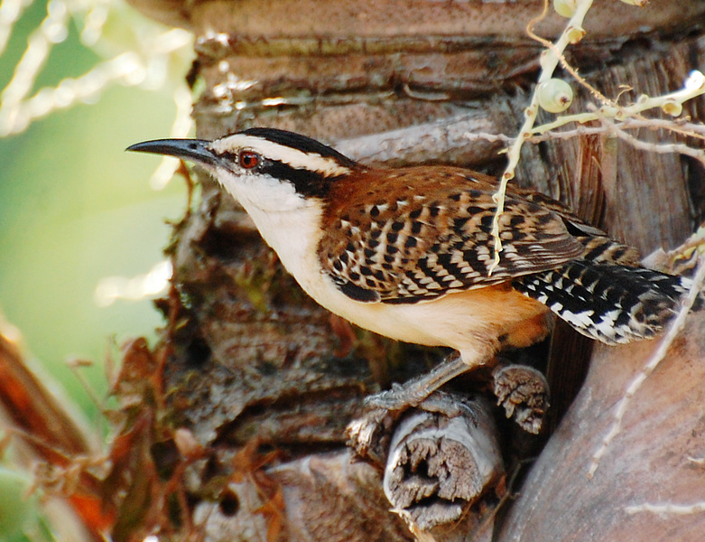 [Rufous-Naped Wren]