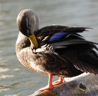 [Preening]