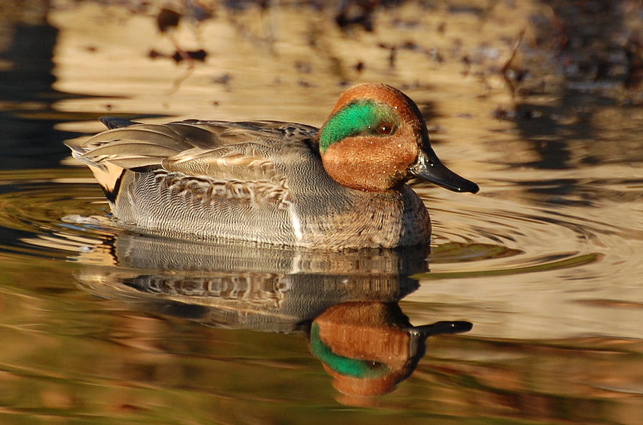 [Green-Winged Teal]