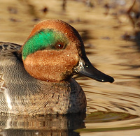 [Green-Winged Teal]