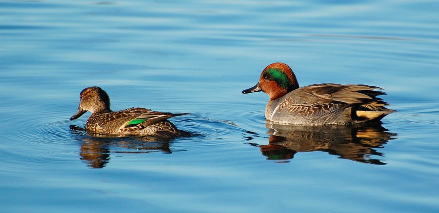 [Teal Pair]