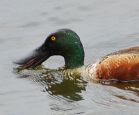 [Northern Shoveler]