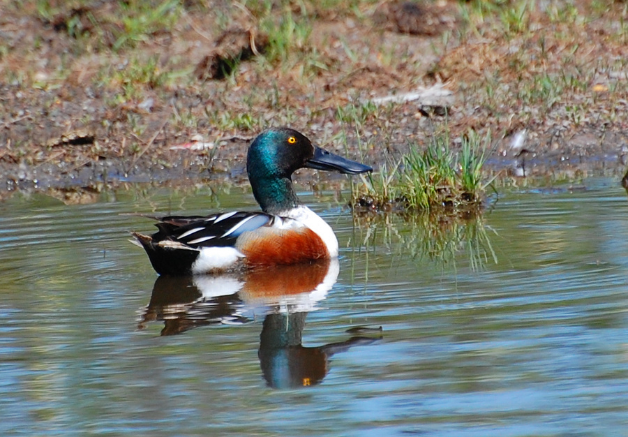 [Northern Shoveler]