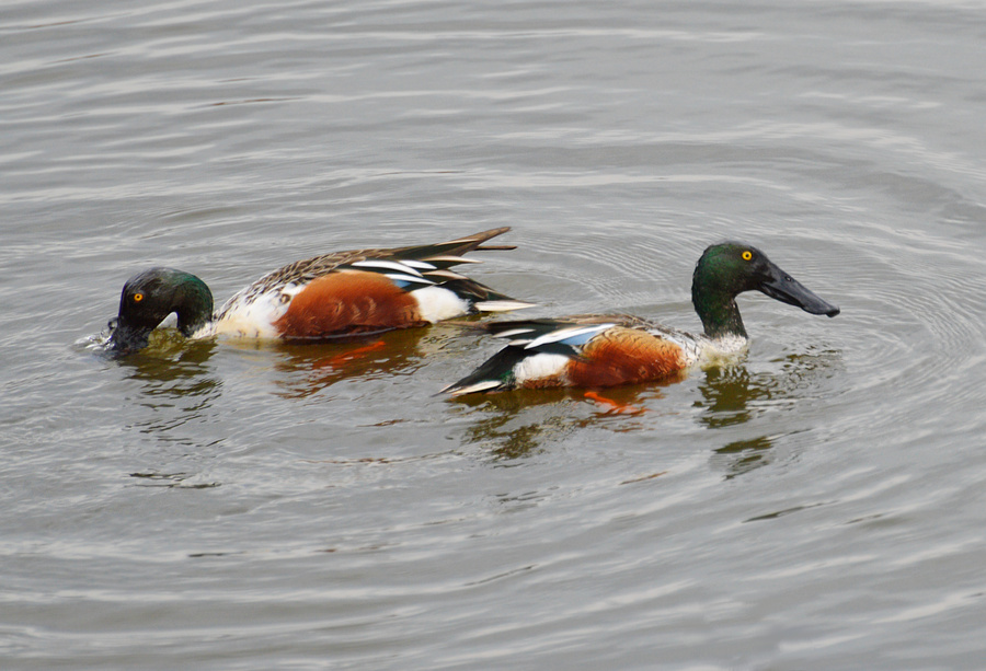 [Northern Shovelers]