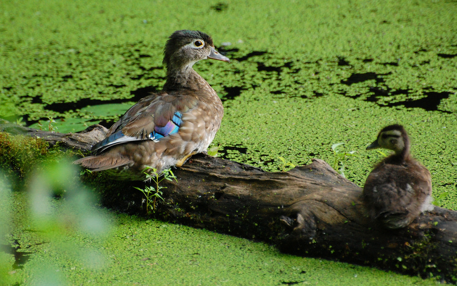 [Wood Duck Mom]