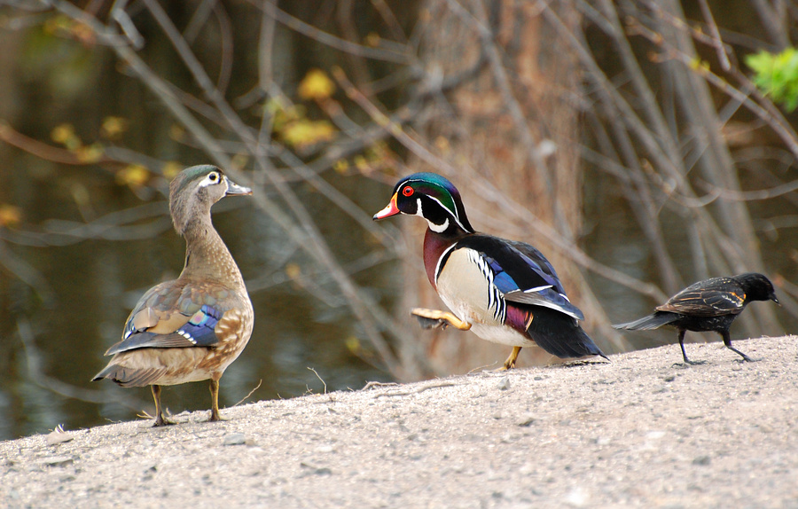 [Wood Duck Pair]