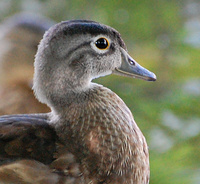 [Young Wood Duck]